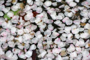 Petals in the water